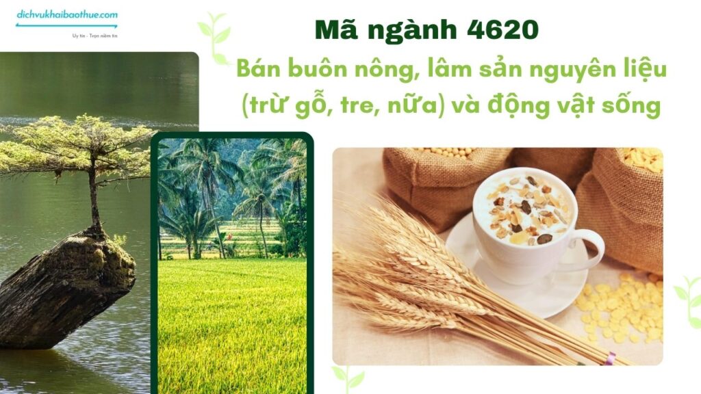 Mã ngành 4620 Bán buôn nông, lâm sản nguyên liệu (trừ gỗ, tre, nữa) và động vật sống 3 Mã ngành 4620 Bán buôn nông, lâm sản nguyên liệu (trừ gỗ, tre, nữa) và động vật sống